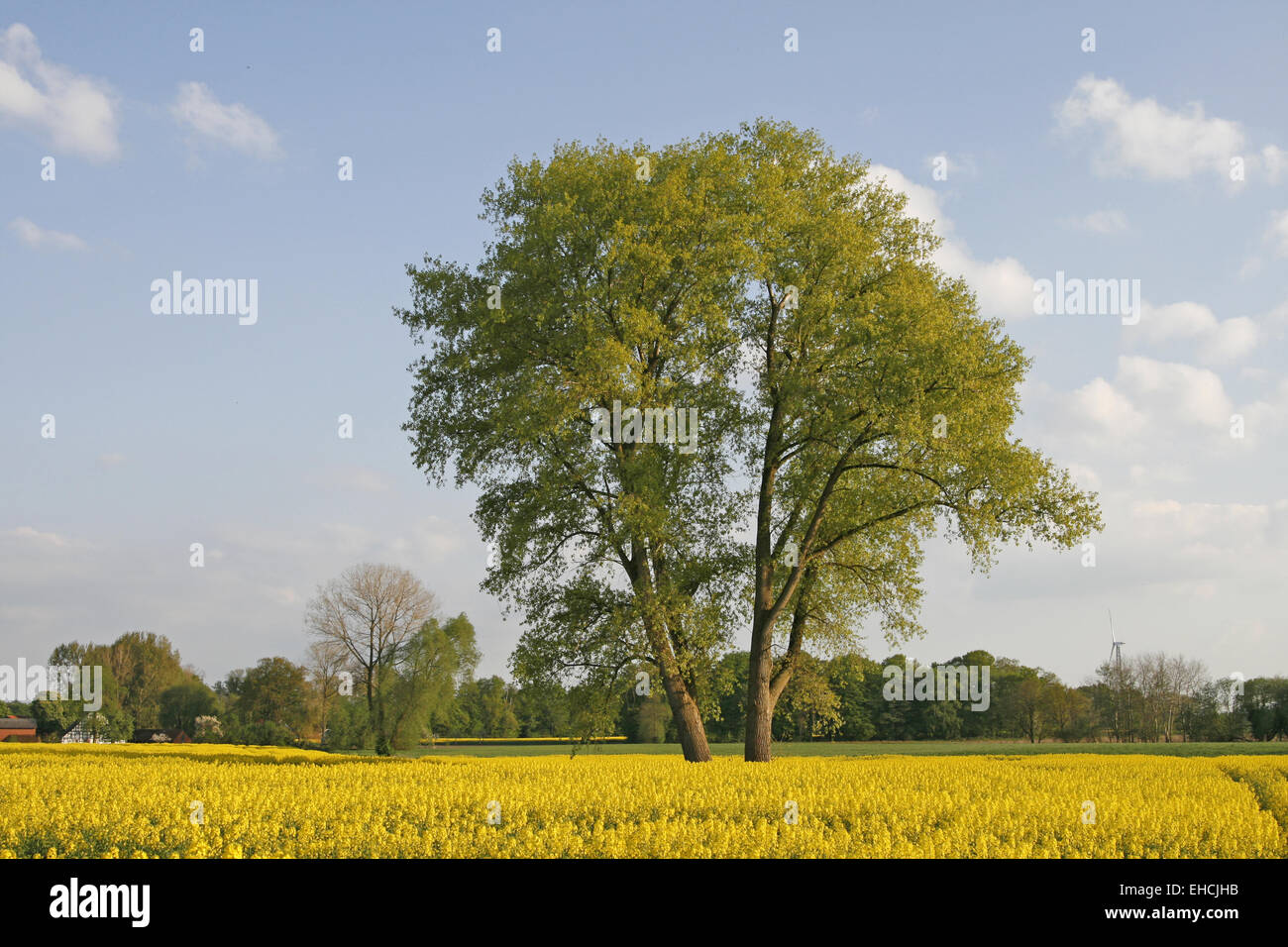 Tree in rape field Stock Photo - Alamy