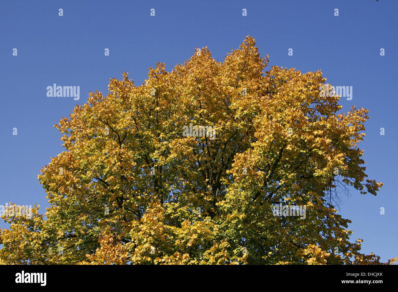 Deciduous tree in autumn Stock Photo Alamy