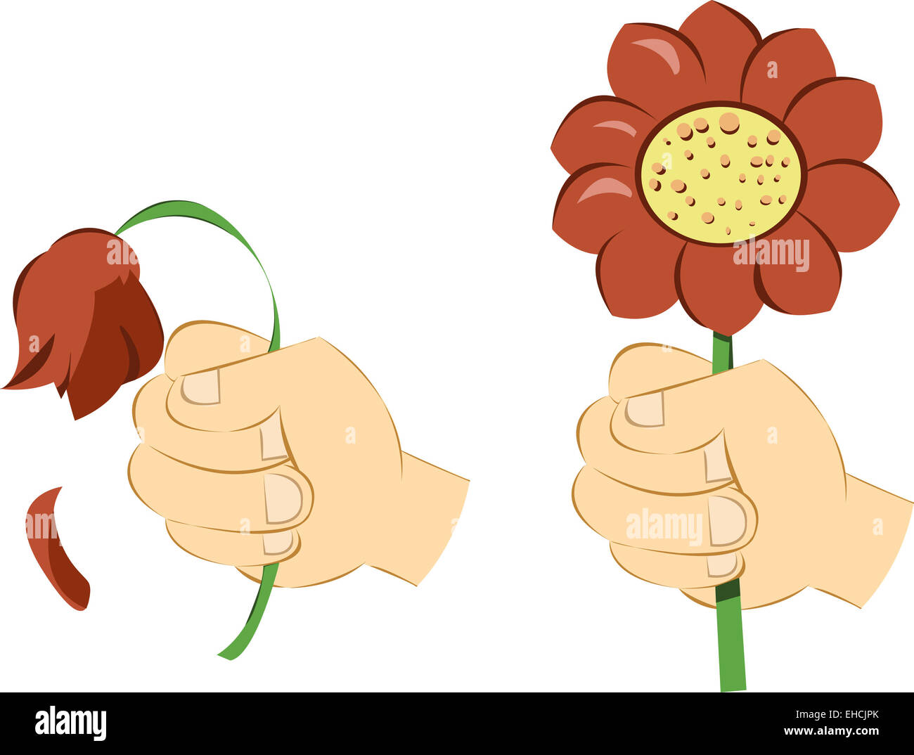 2 hands isolated on white, the first giving a wilted flower, the second one a nice daisy - each object is singly grouped Stock Photo
