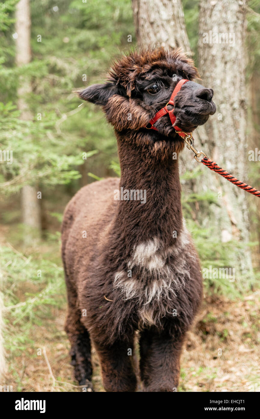 Young fluffy alpaca with rein Stock Photo
