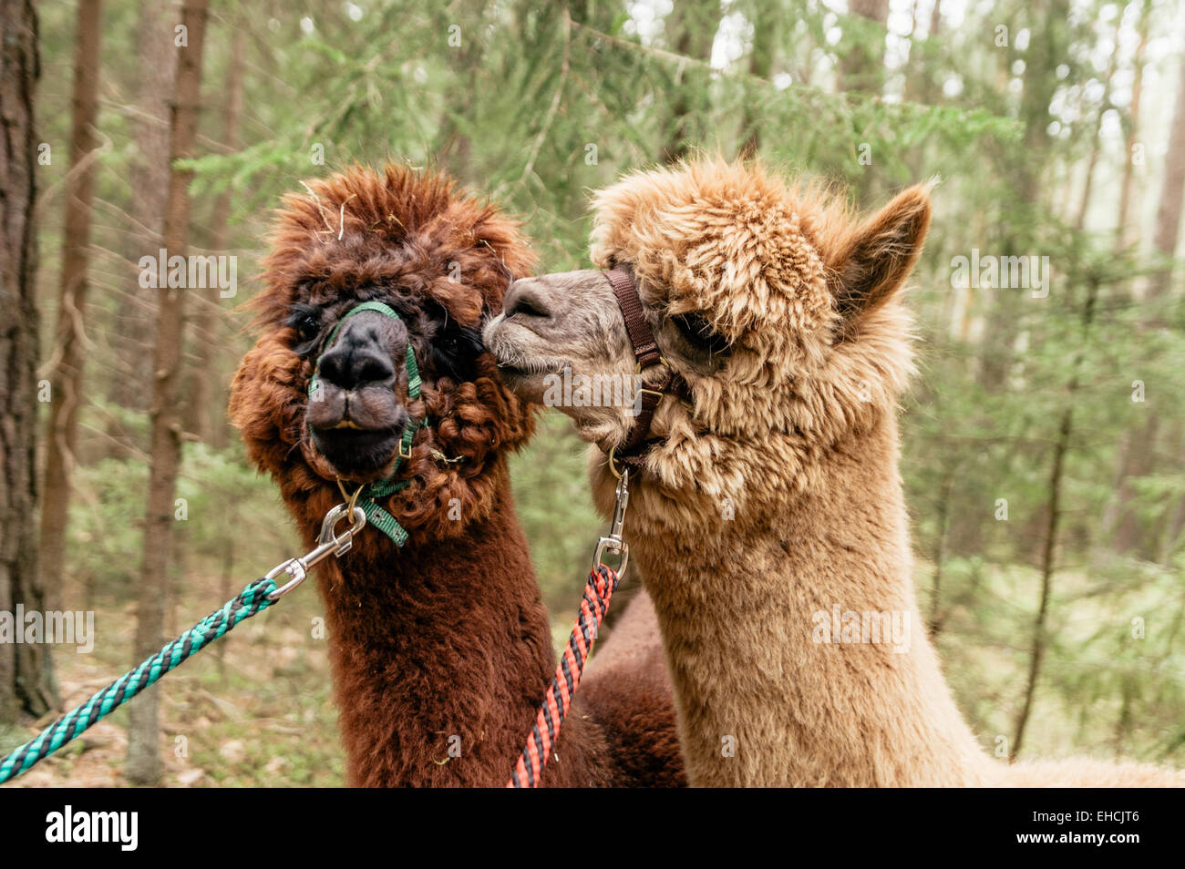 Two fluffy alpacas Stock Photo