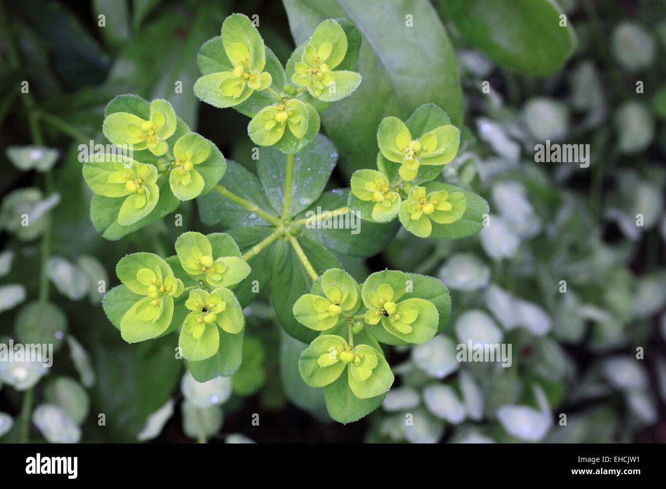 Sun Spurge, Euphorbia helioscopia Stock Photo