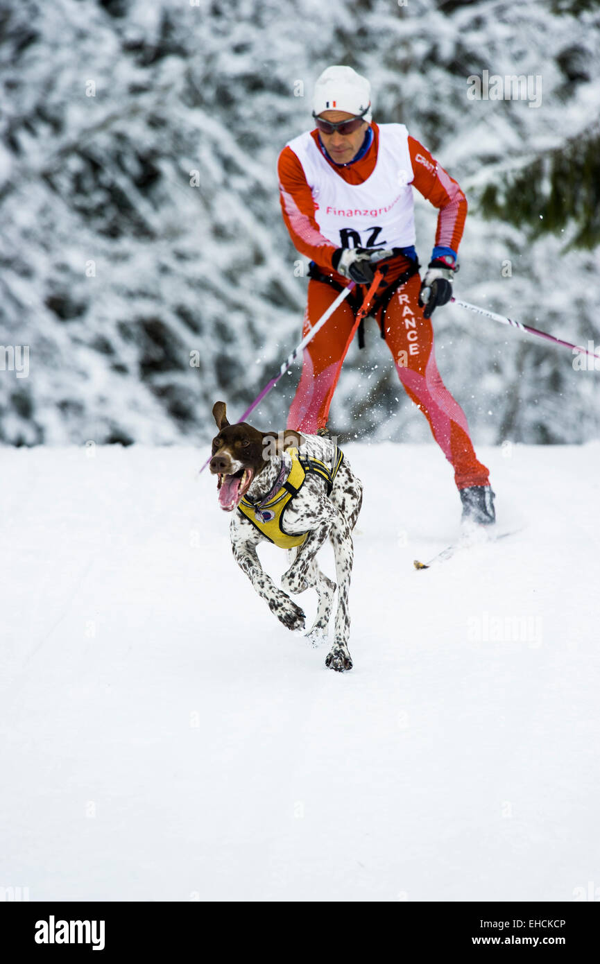 Man and dog skijoring, Sleddog World Championship 2015, Bernau, Black Forest, Baden-Württemberg, Germany Stock Photo