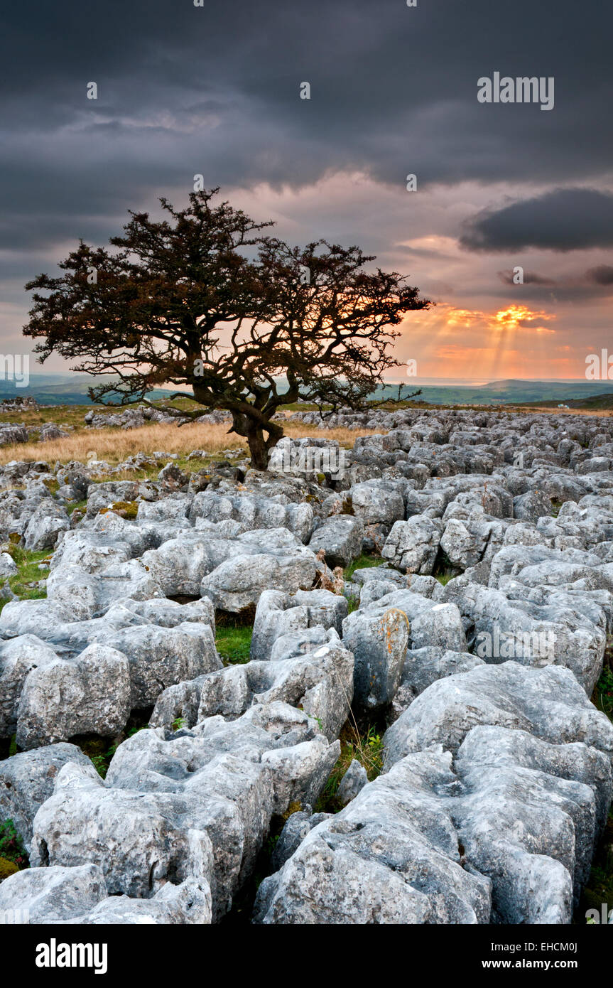 Lone Hawthorne Tree on Limestone Pavement at Sunset, Twistleton Scars, Yorkshire Dales National Park, Yorkshire, England, UK Stock Photo