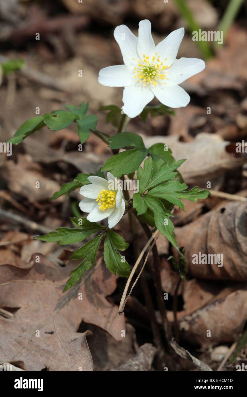 Wood anemone, Anemone nemorosa Stock Photo