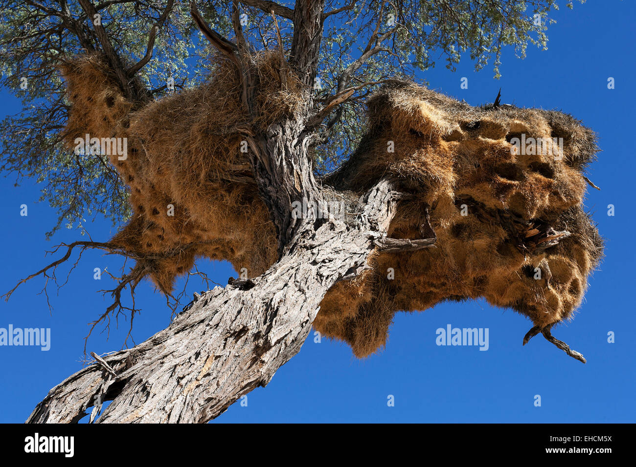 Camel Thorn tree (Vachellia erioloba) with a weaver birds nest, Namibia Stock Photo