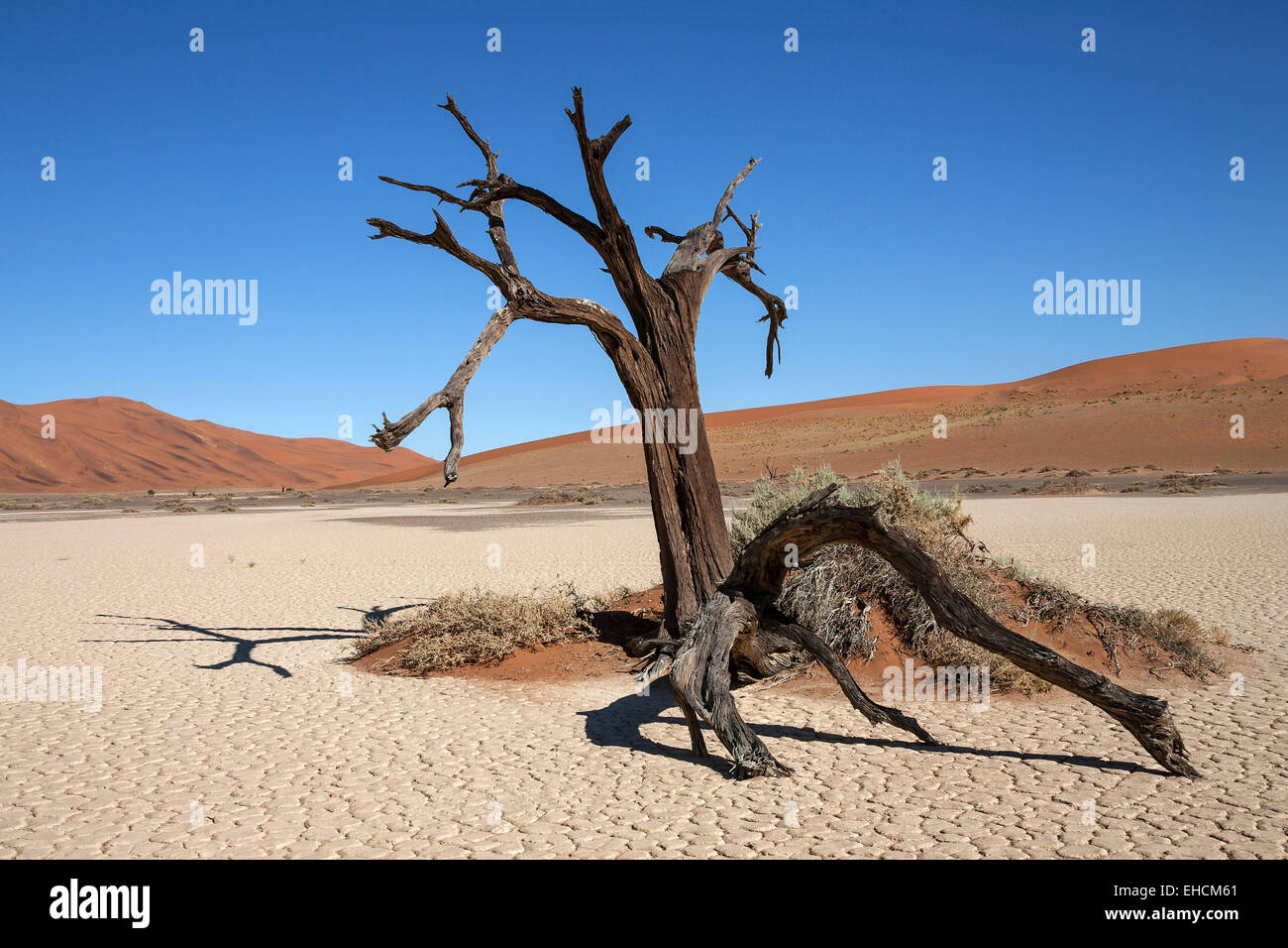 Dead camel thorn tree (Vachellia erioloba), Hidden Vlei, salt and clay pan, Namib Desert, Namib Naukluft Park, Namibia Stock Photo