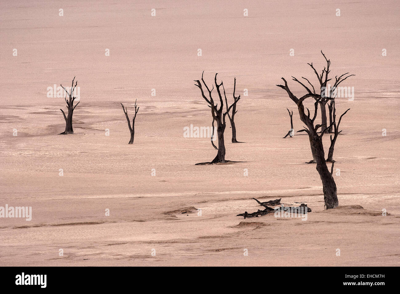 Dead camel thorn trees (Vachellia erioloba), Salztonpfanne, Dead Vlei Sossusvlei, Namib Desert, Namib-Naukluft National Park Stock Photo