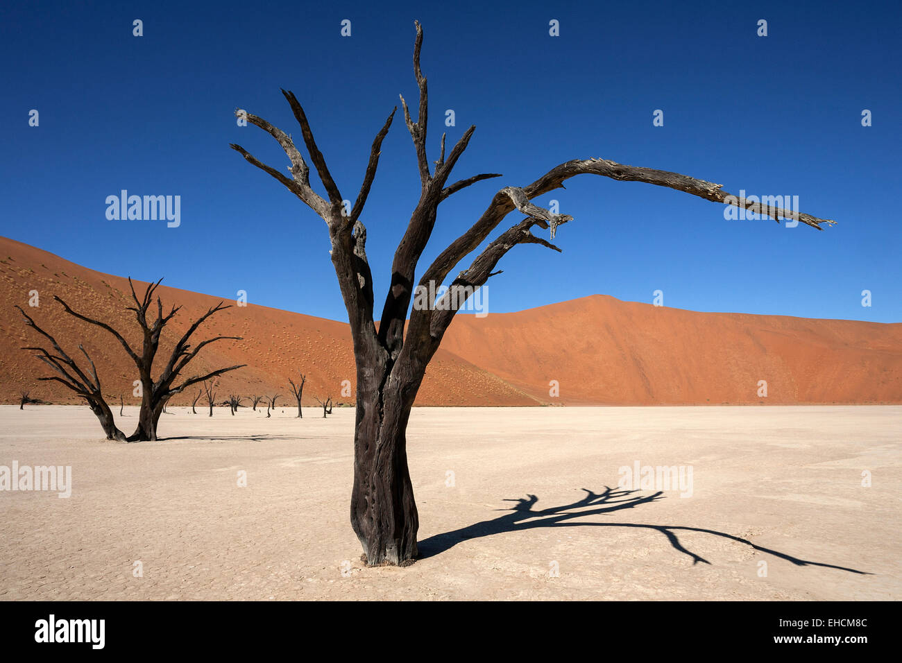 Dead Camel thorn trees (Vachellia erioloba), sand dunes, salt and clay pan, Dead Vlei, Sossusvlei, Namib Desert Stock Photo