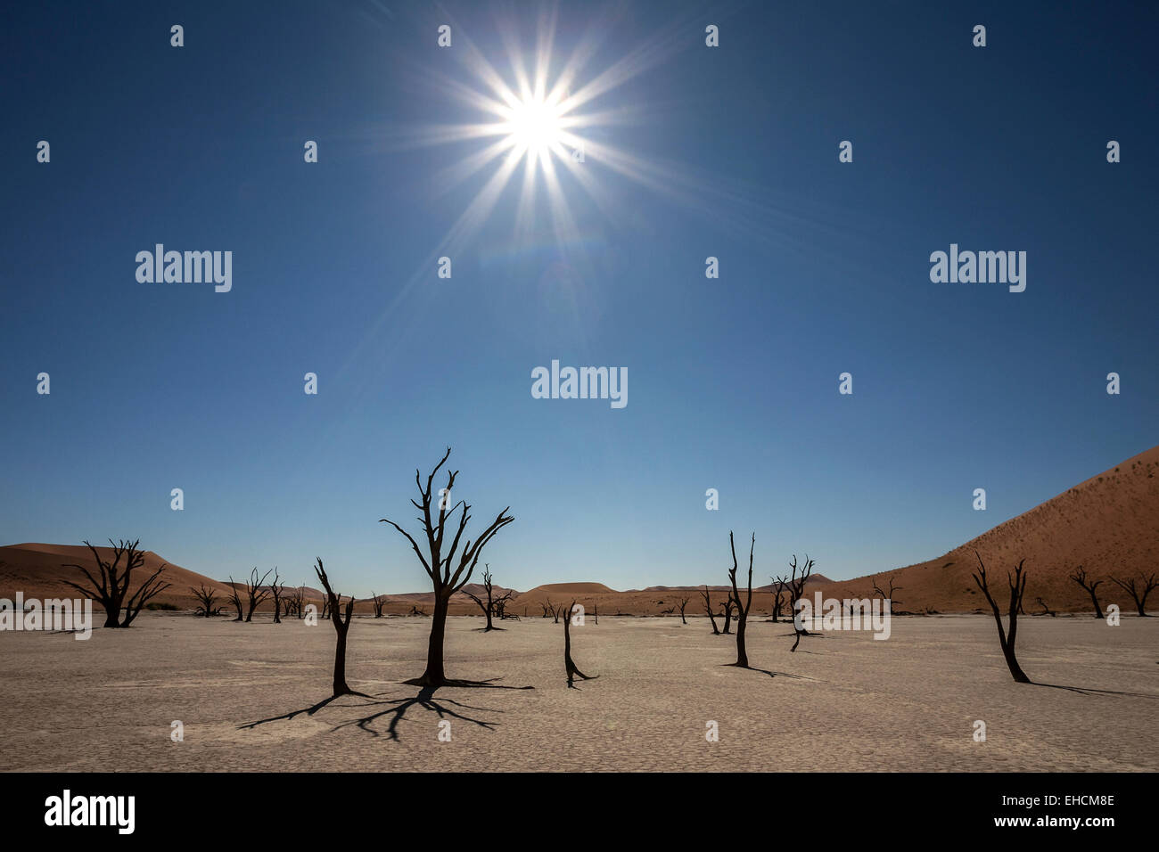 Dead Camel thorn trees (Vachellia erioloba), sand dunes, salt and clay pan, backlit, Dead Vlei, Sossusvlei, Namib Desert Stock Photo