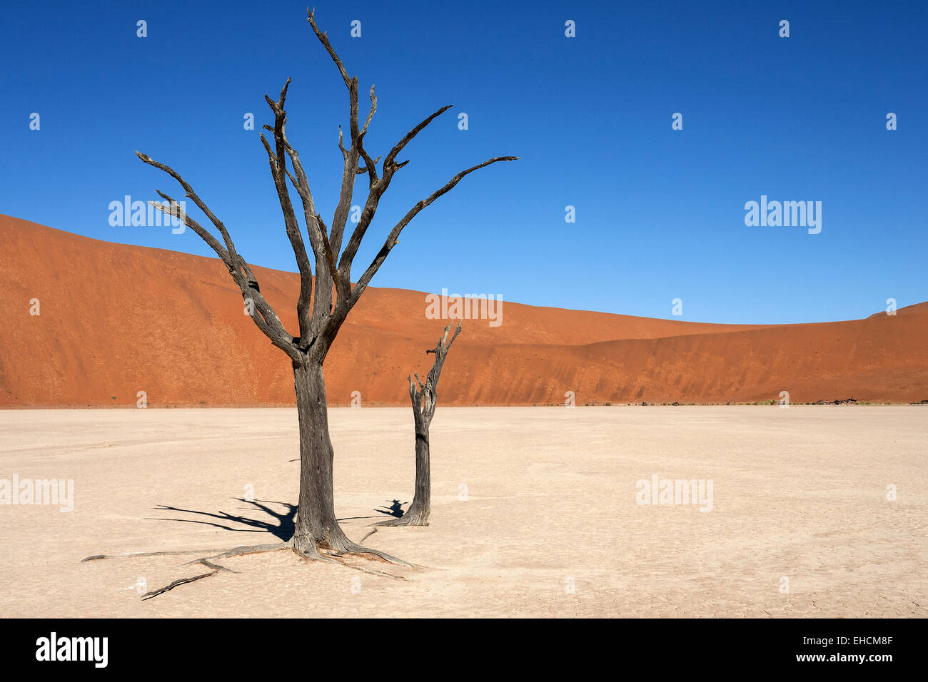 Dead Camel thorn trees (Vachellia erioloba), sand dunes, salt and clay pan, Dead Vlei, Sossusvlei, Namib Desert Stock Photo