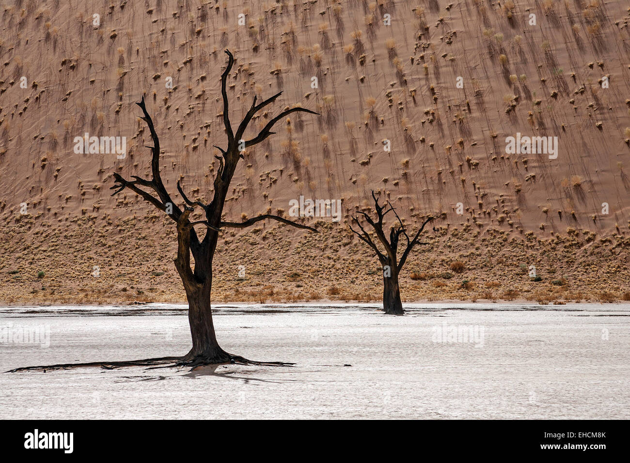 Dead Camel thorn trees (Vachellia erioloba), sand dune covered with grass tufts at the back, Dead Vlei, Sossusvlei, Namib Desert Stock Photo
