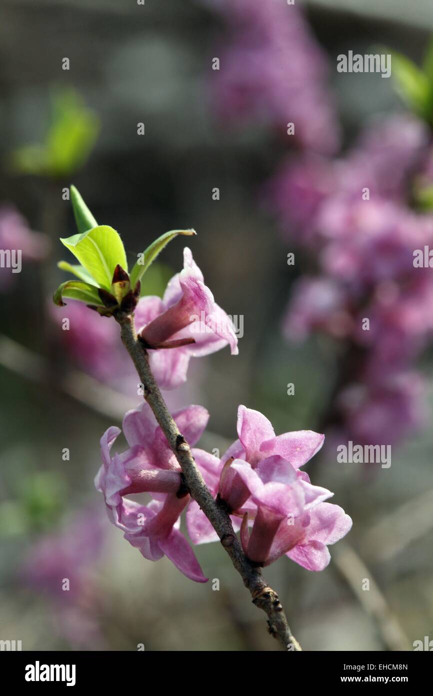 Daphne, Daphne mezereum Stock Photo