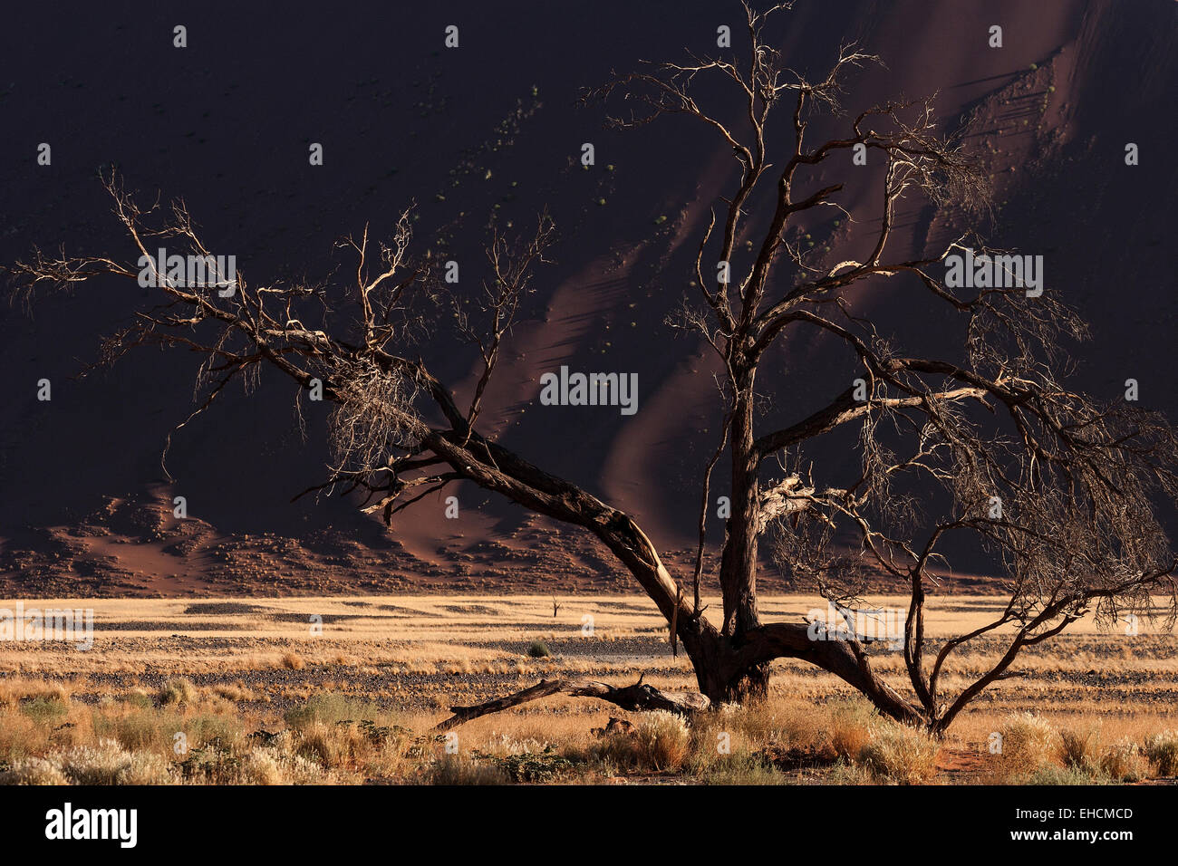 Dead Camel thorn tree (Vachellia erioloba), sand dune, Sossusvlei, Namib Desert, Namib-Naukluft National Park, Namibia Stock Photo