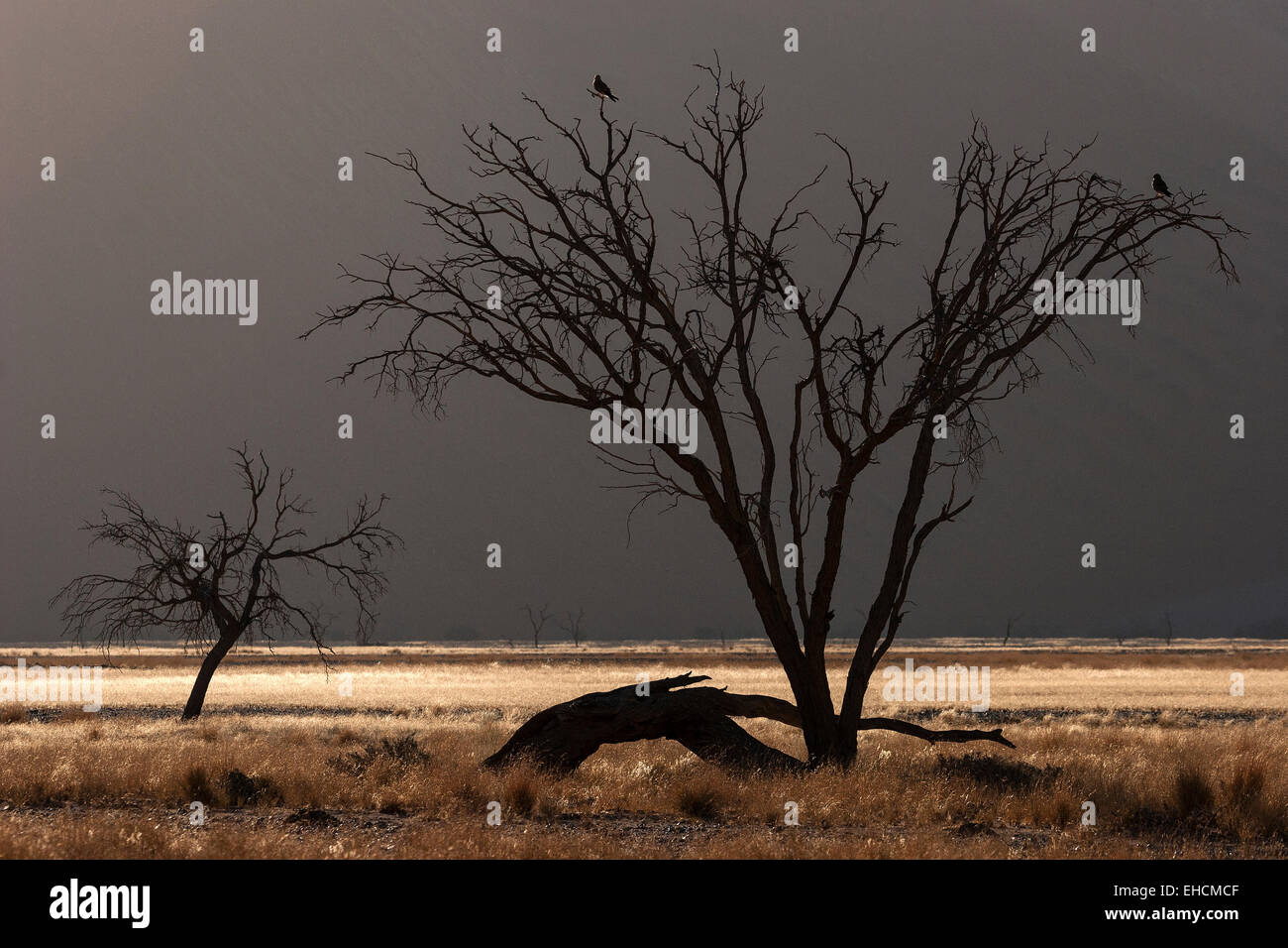 Dead Camel thorn tree (Vachellia erioloba), sand dune, Sossusvlei, Namib Desert, Namib-Naukluft National Park, Namibia Stock Photo