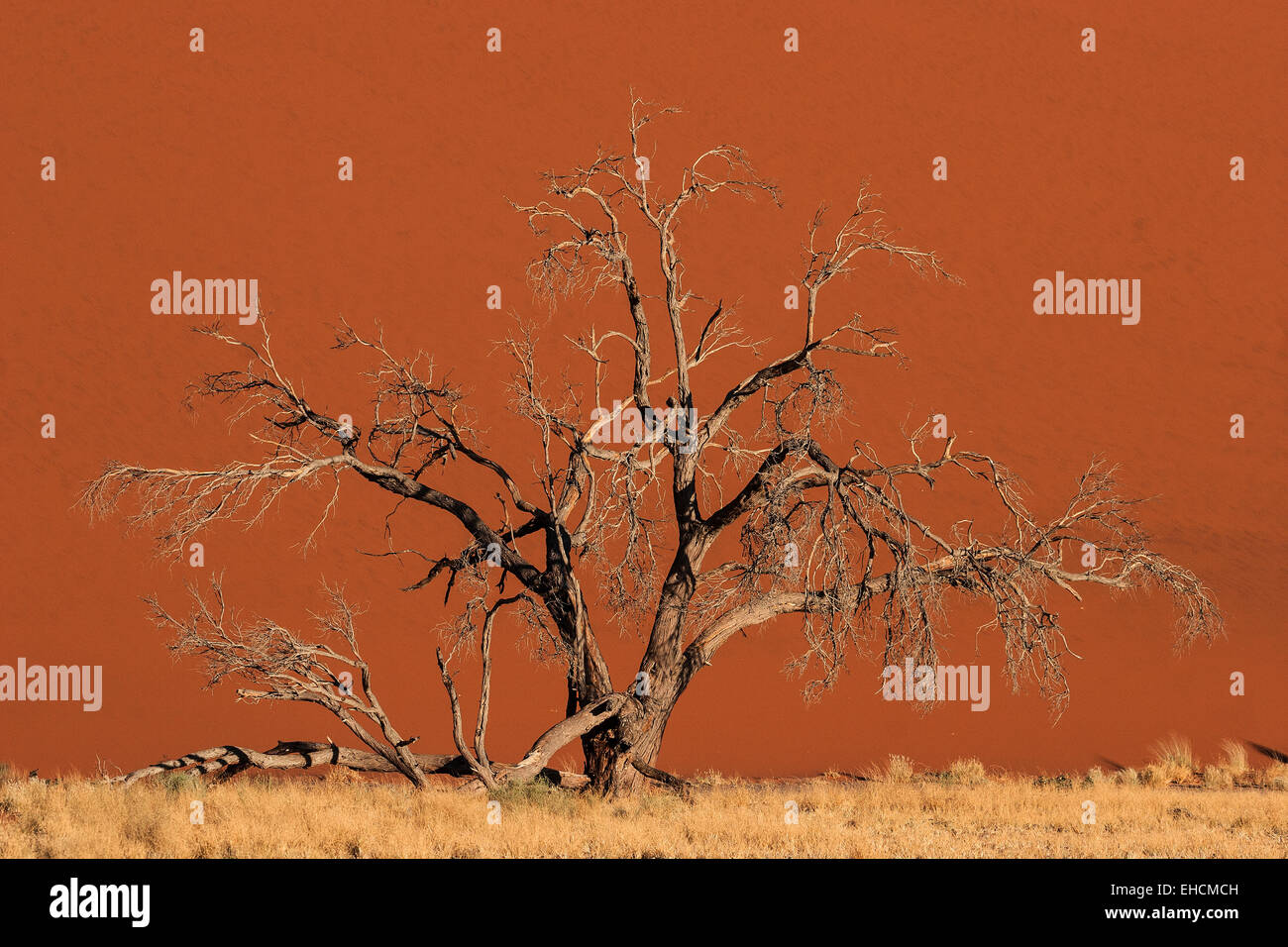 Dead Camel thorn tree (Vachellia erioloba) in front of Dune 45, sand dune, Sossusvlei, Namib Desert Stock Photo