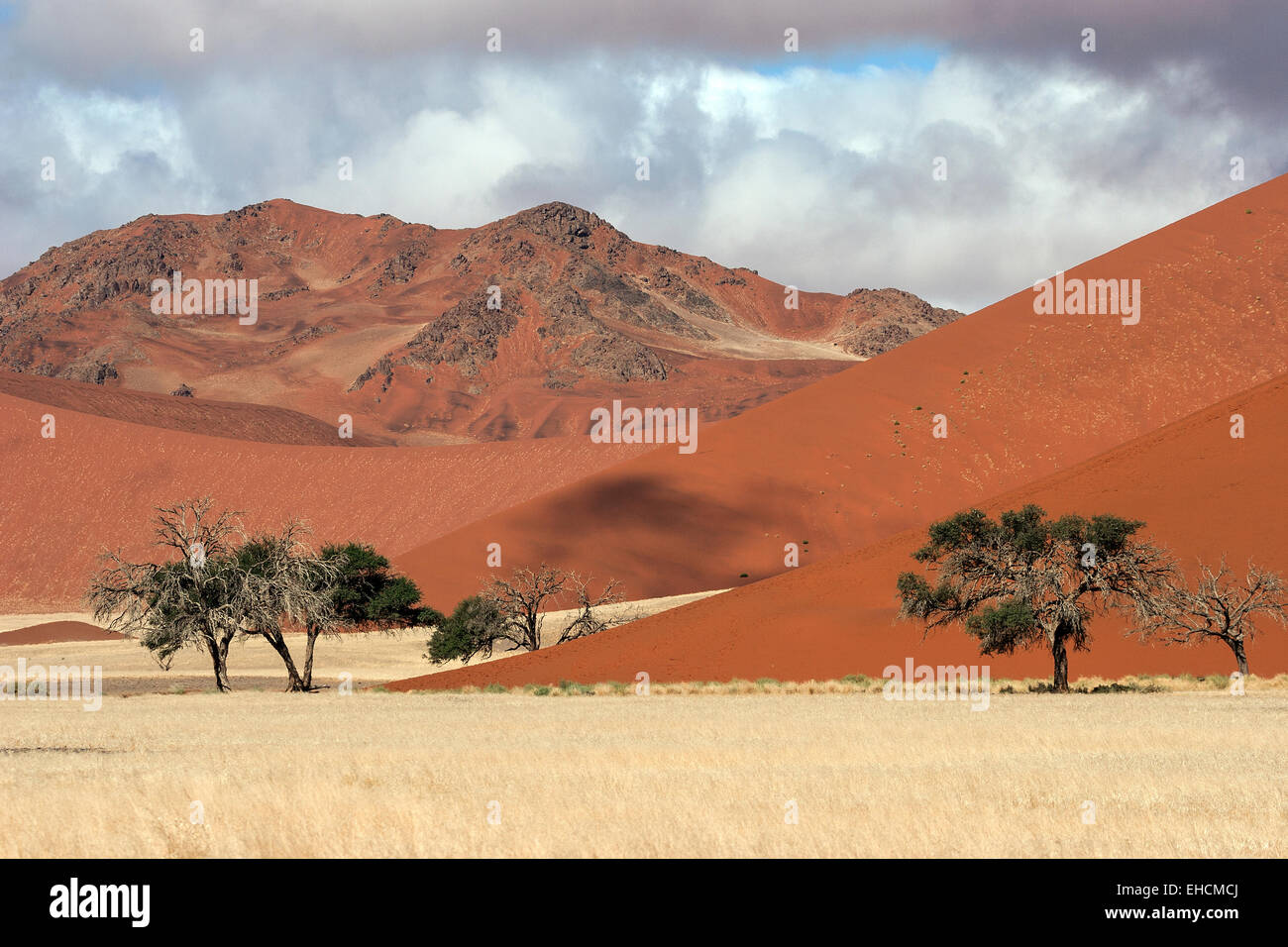 Sand dunes, Camel thorn trees (Vachellia erioloba), Sossusvlei, Namib Desert, Namib-Naukluft National Park, Namibia Stock Photo