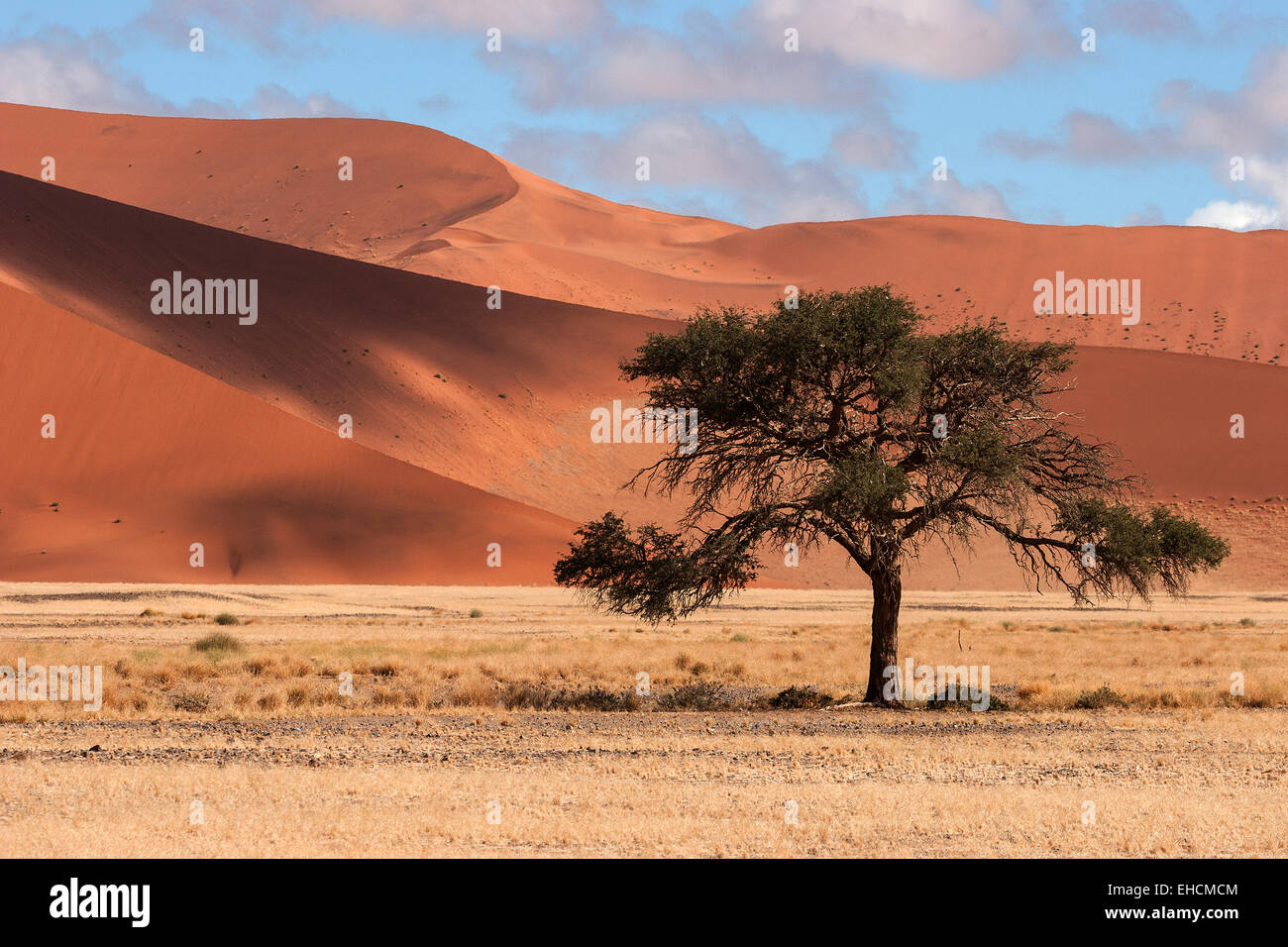Camel Thorn Tree (Vachellia erioloba), sand dunes, Sossusvlei, Namib Desert, Namib-Naukluft National Park, Namibia Stock Photo