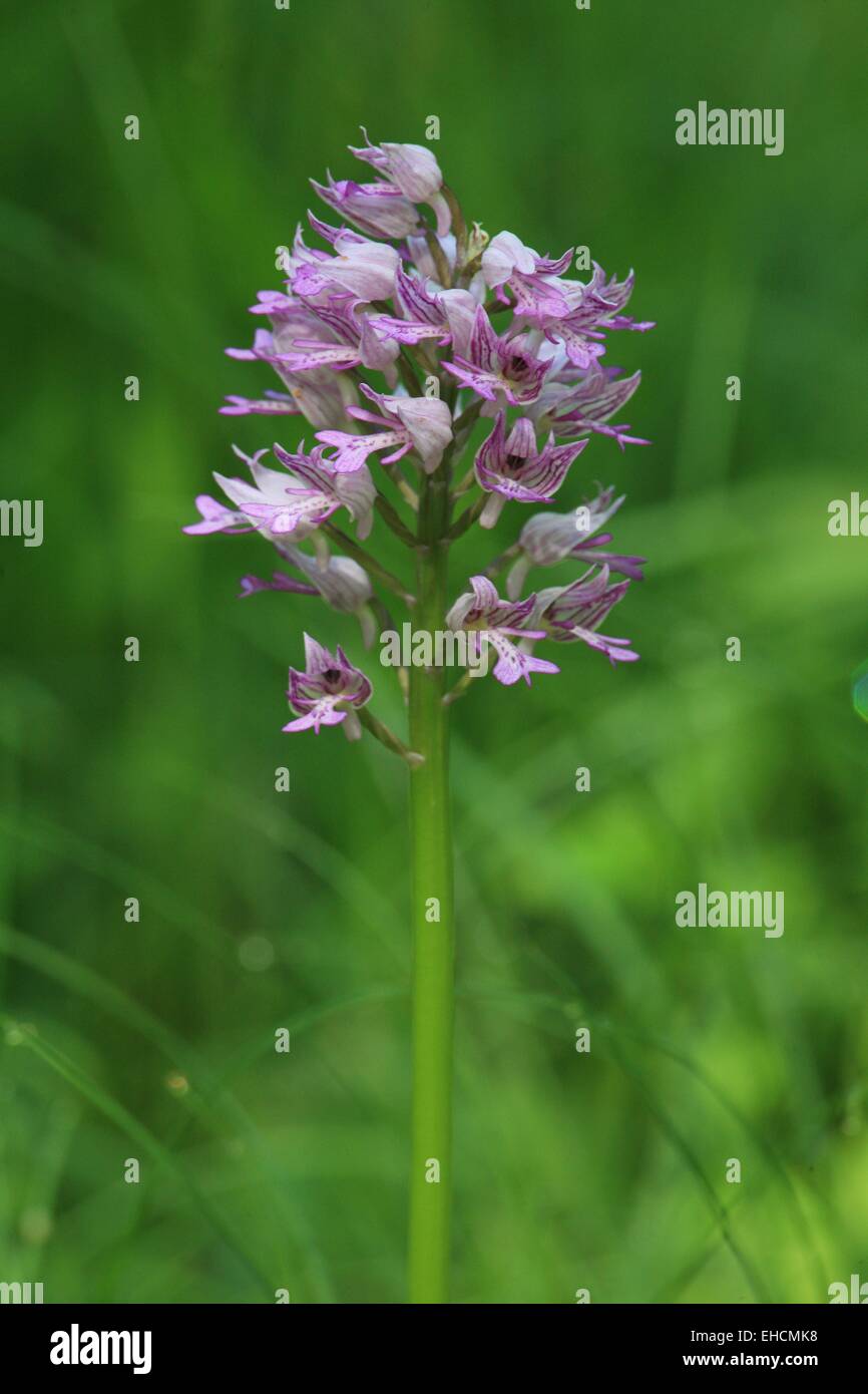 Military Orchid Stock Photo