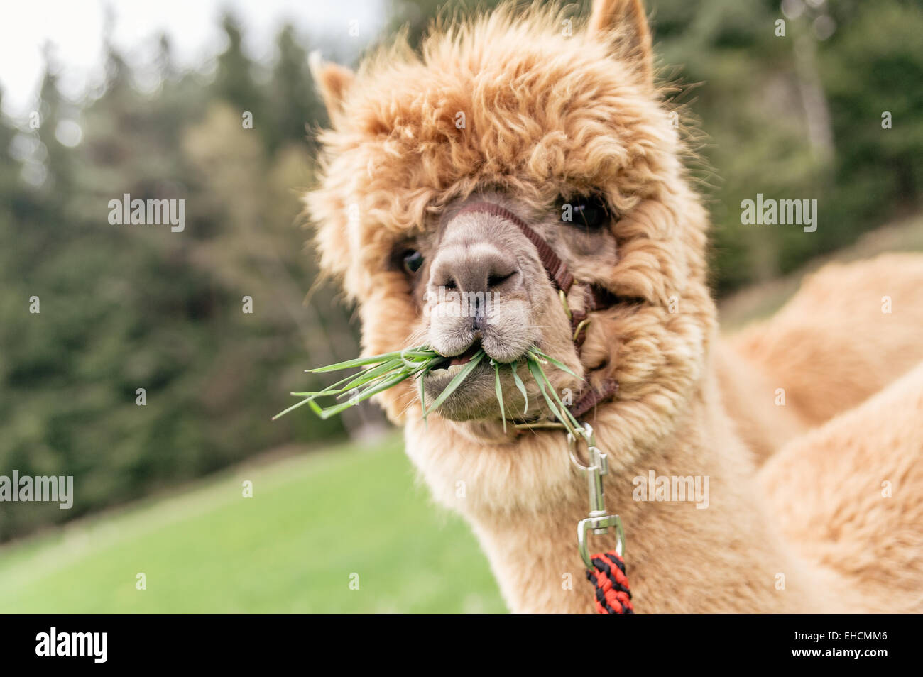 Funny alpaca with mouth full of grass Stock Photo