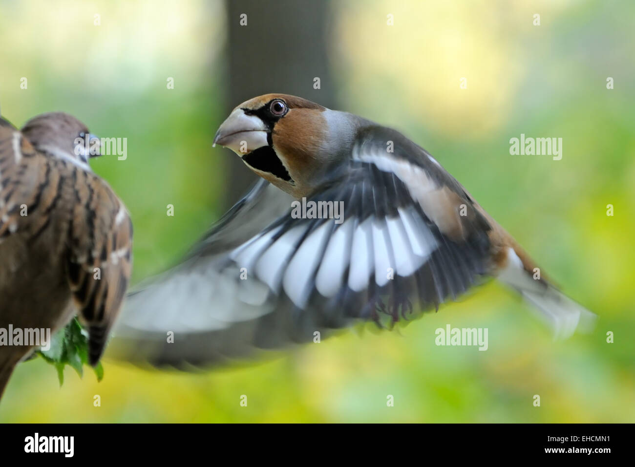 Hawfinch in flight Stock Photo