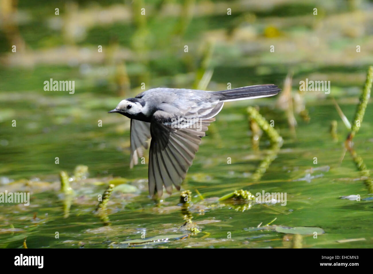 Flying White Wagtail above the pond Stock Photo