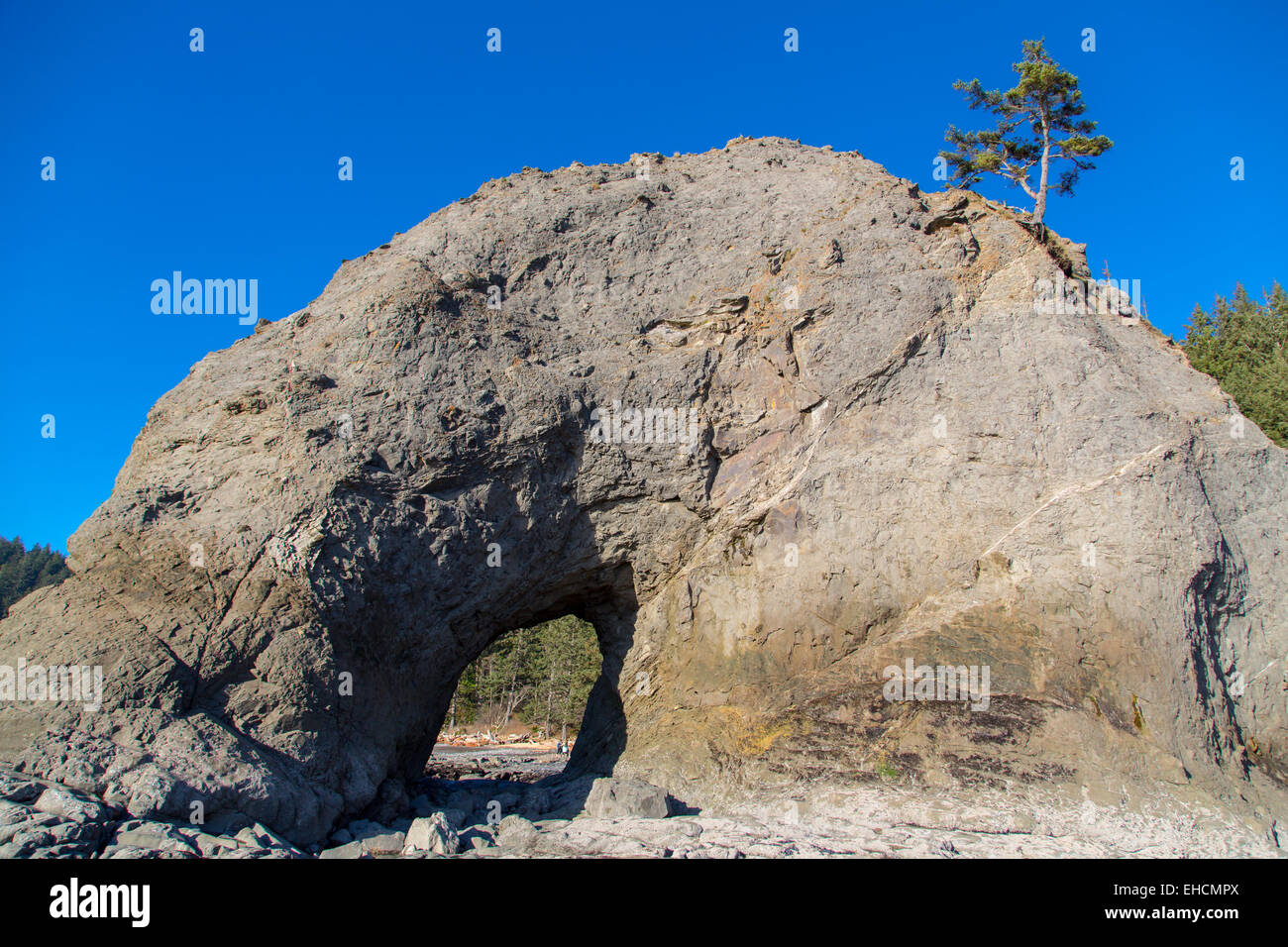 Domed sea stack with hole in it on Washington's Pacific Coast. Stock Photo