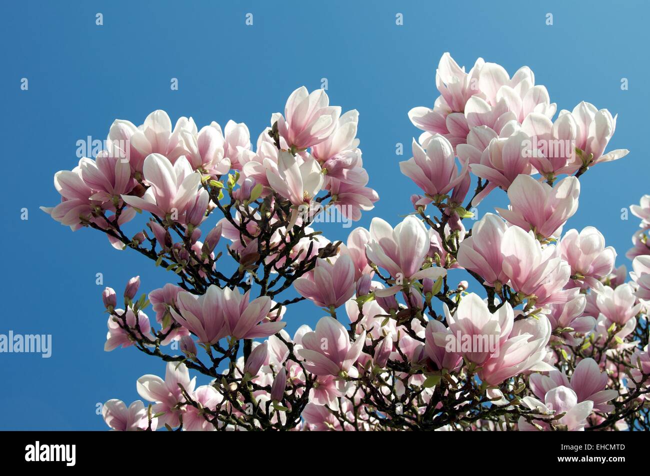 Magnolie im Frühling, Magnolia in spring Stock Photo