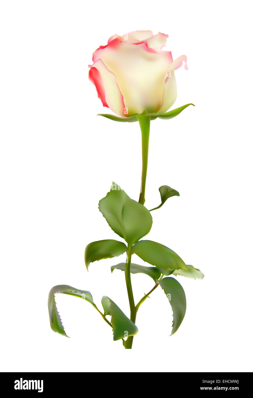 Realistic Rose High Quality Vector Illustration Stock Photo - Alamy