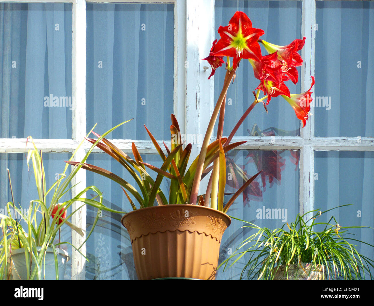 Yellow window with red cross hi-res stock photography and images - Alamy