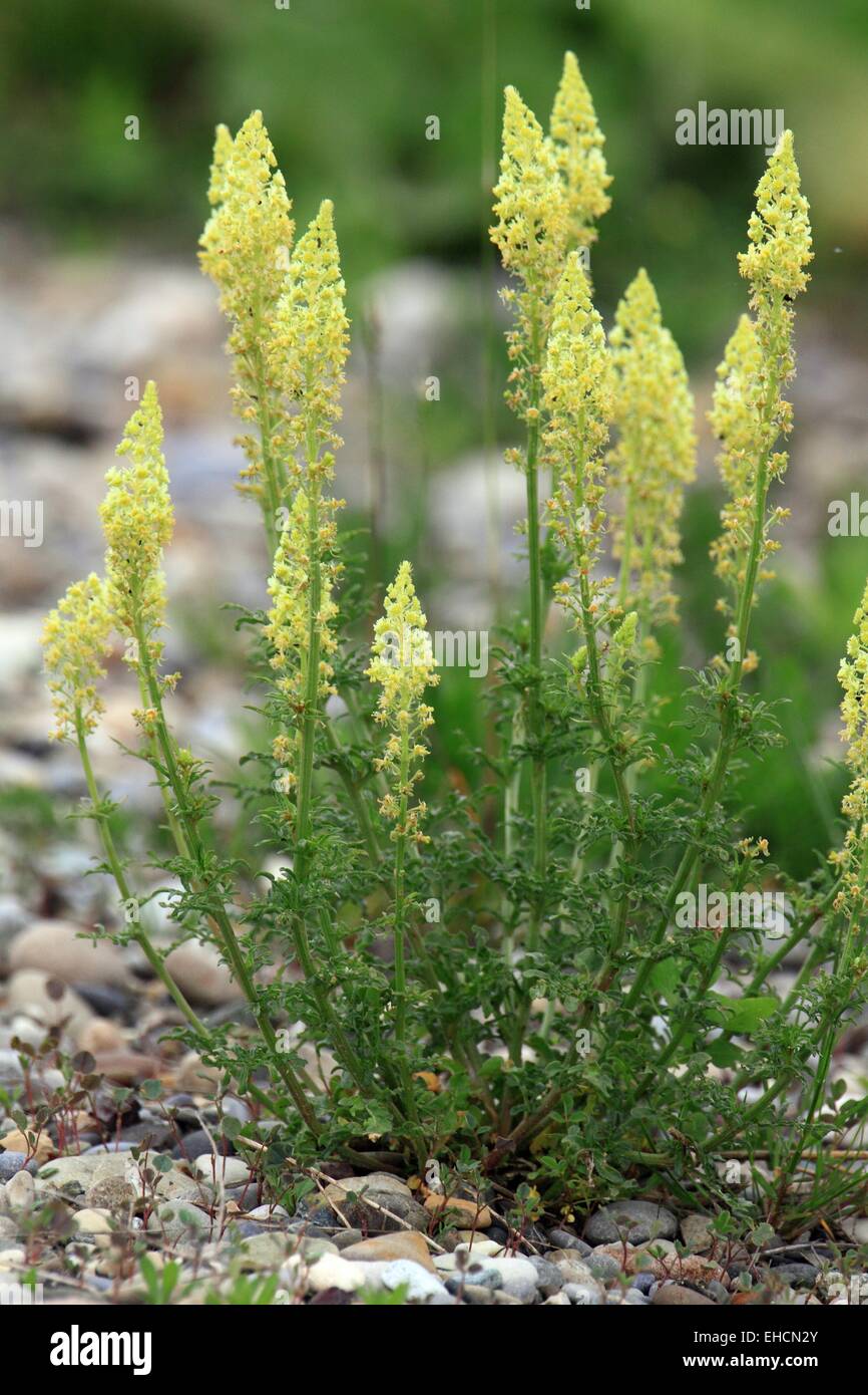 Mignonette Stock Photo