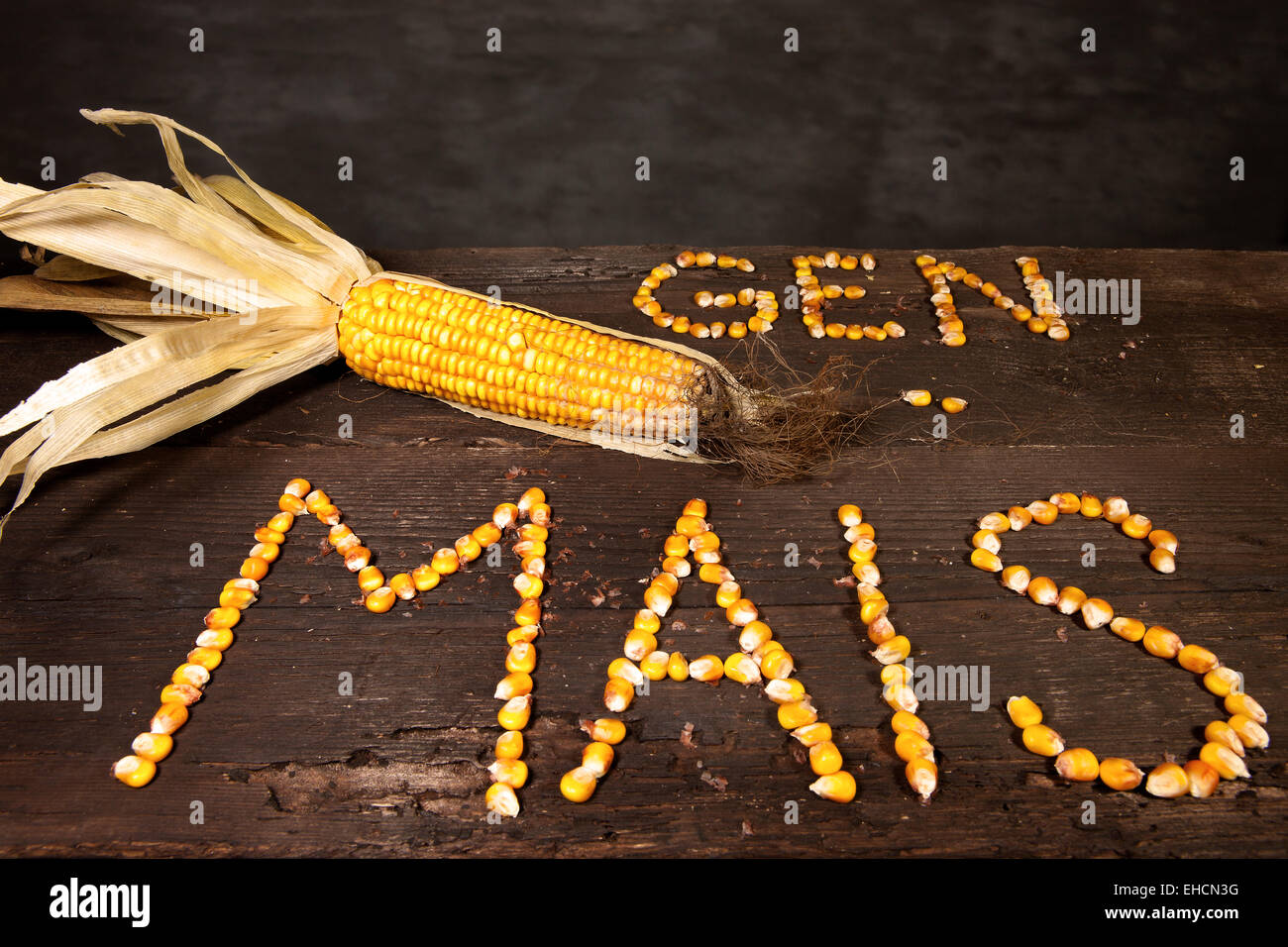 Corn cob with the lettering 'Gen Mais', German for 'genetically modified maize', lettering made of grains of maize Stock Photo