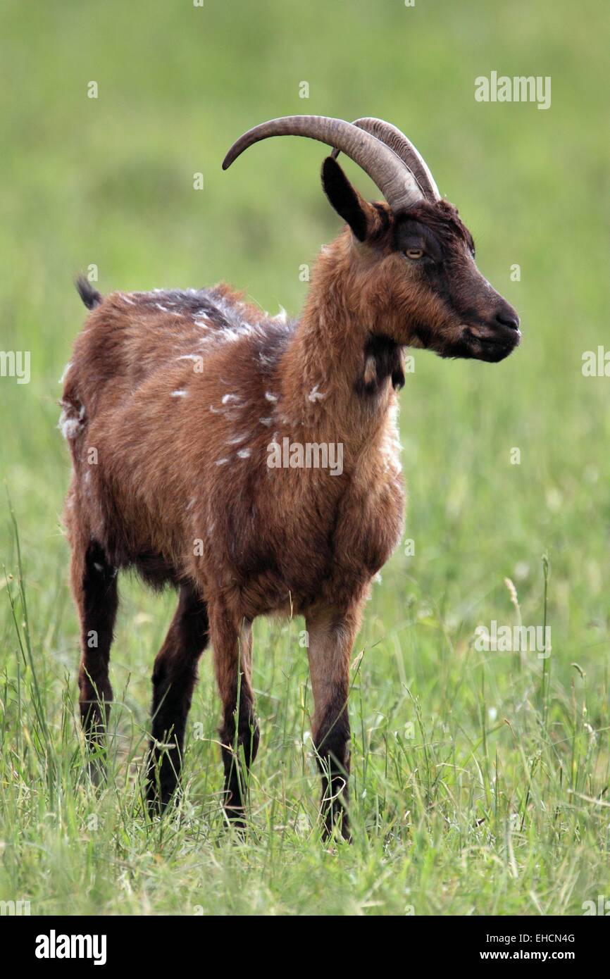 Domestic goat, Capra hircus aegagrus Stock Photo