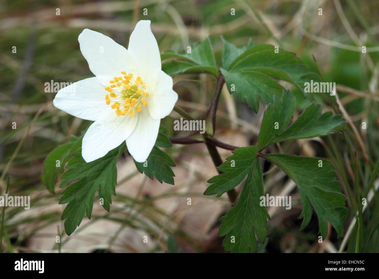 Wood anemone, Anemone nemorosa Stock Photo Alamy