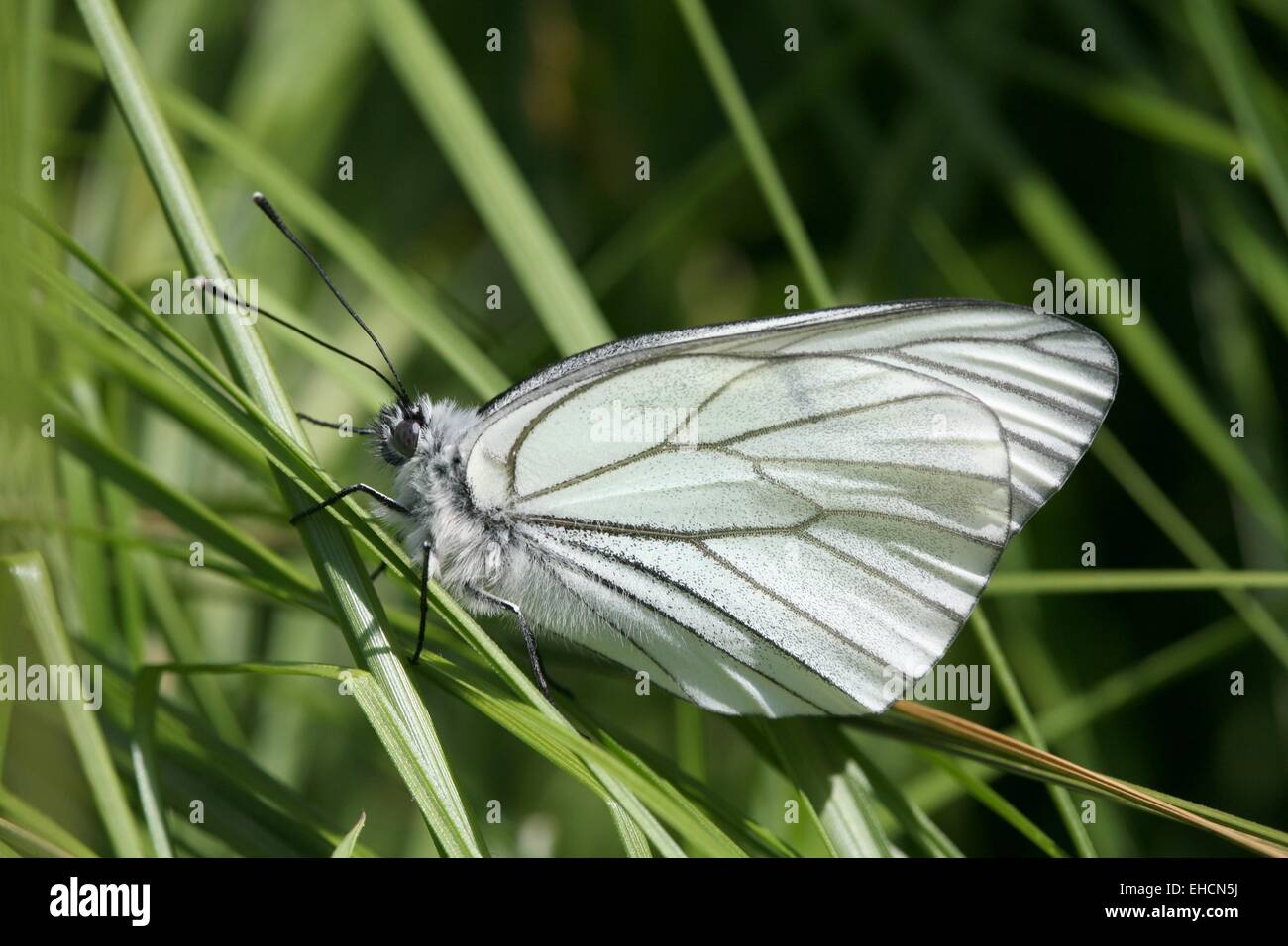 Tree white butterfly, Aporia crataegi Stock Photo