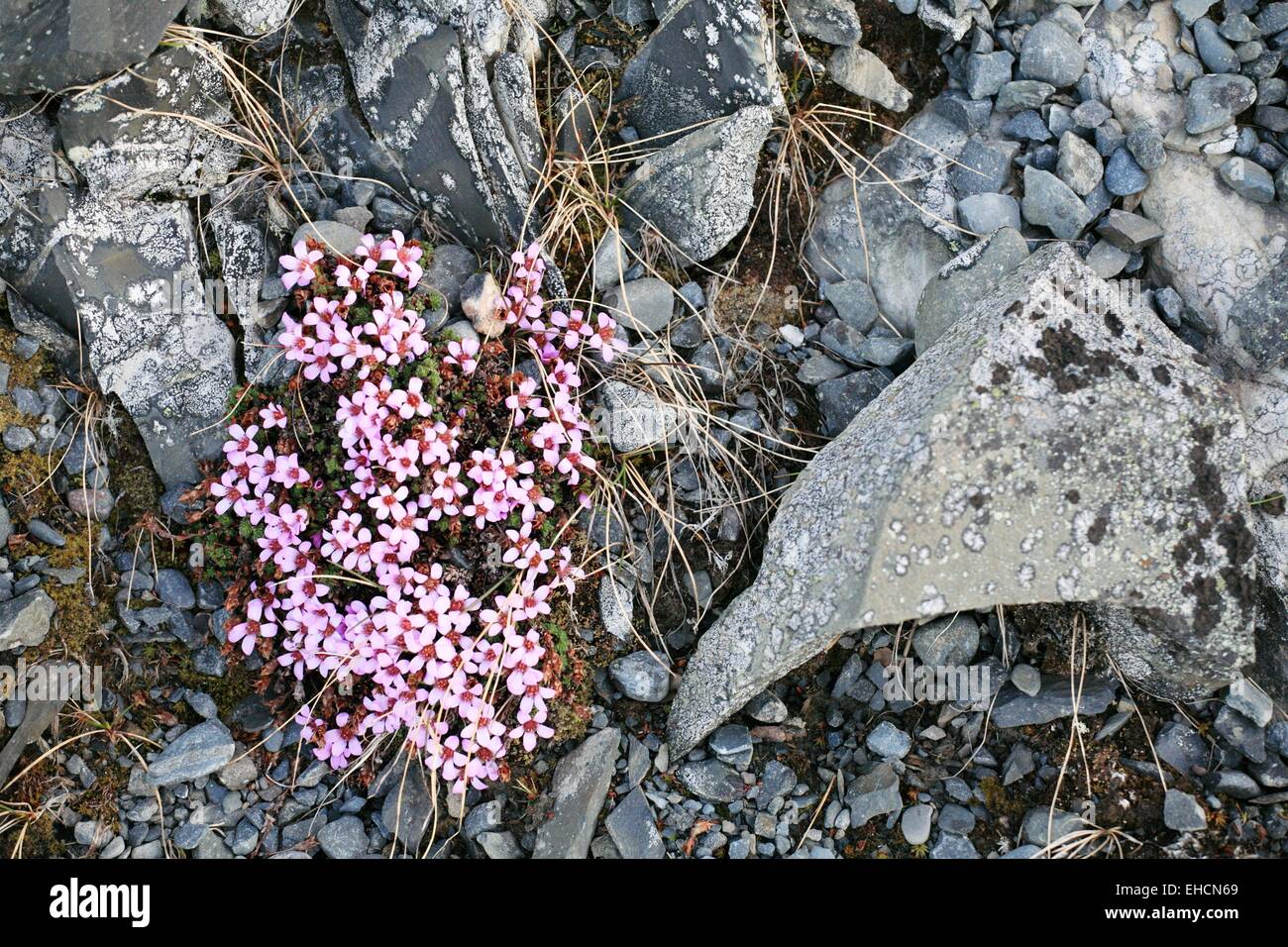 Stengel lot campion, Silene acaulis Stock Photo