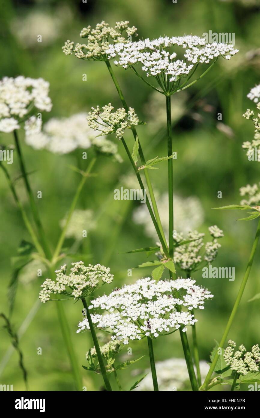 Giersch, Aegopodium podagraria Stock Photo - Alamy