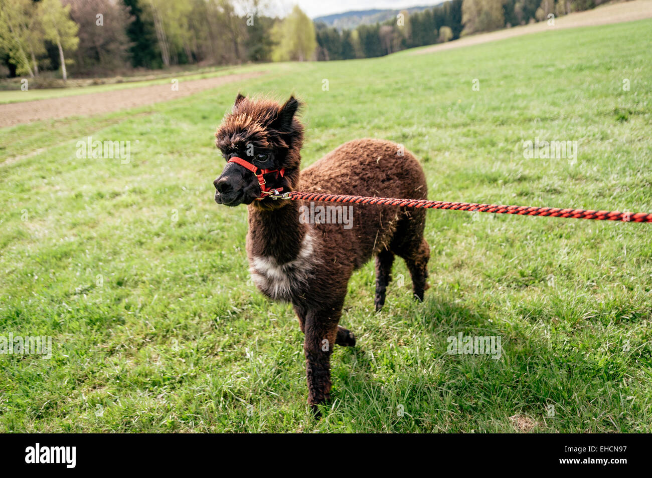 Running alpaca with rein Stock Photo