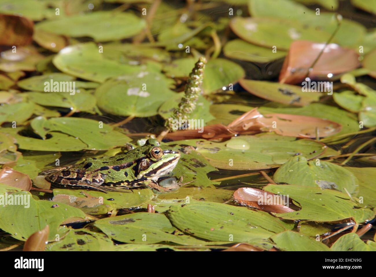 Edible Frog, Common Water Frog Stock Photo Alamy