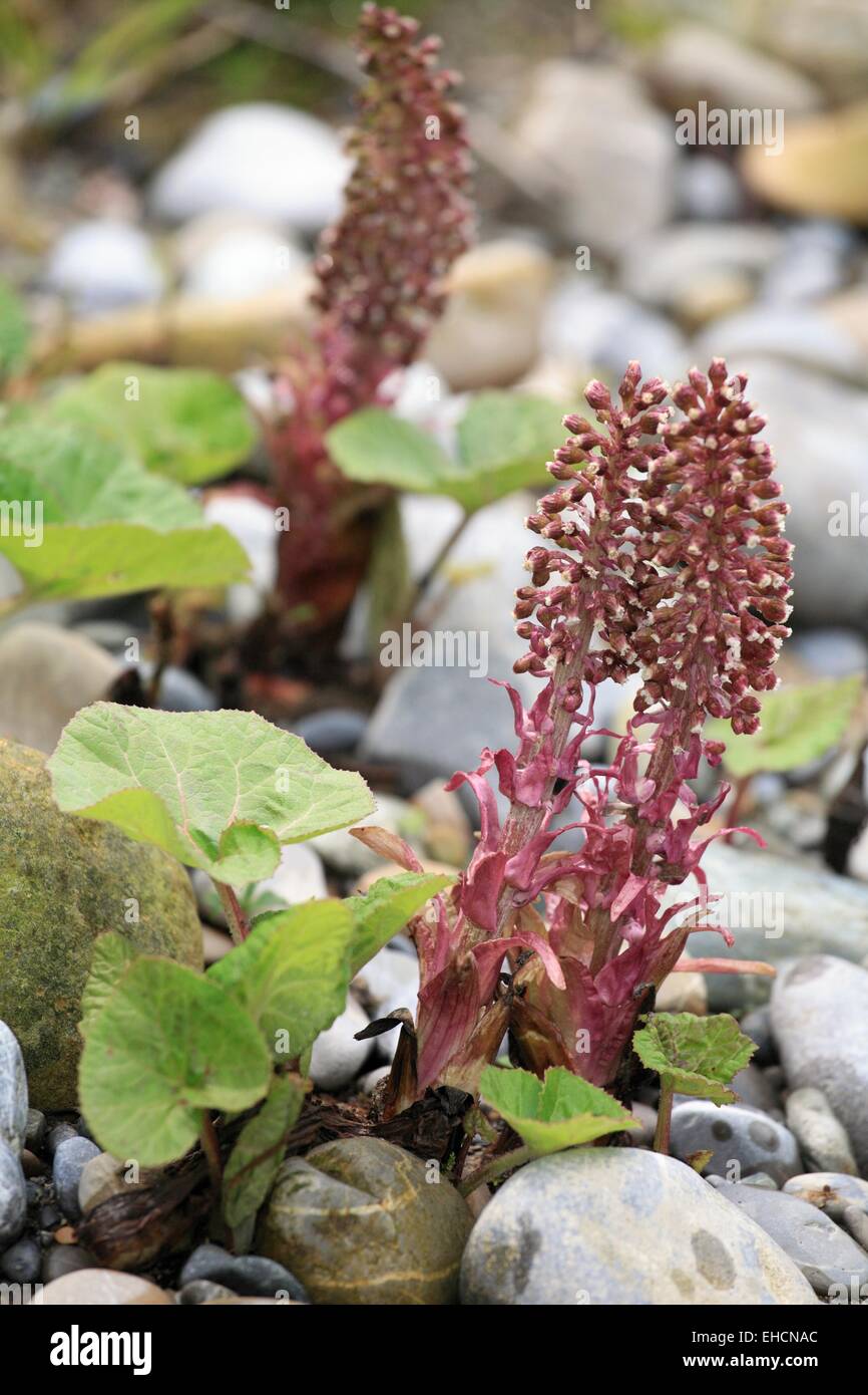 Common butterbur, Petasites hybridus Stock Photo