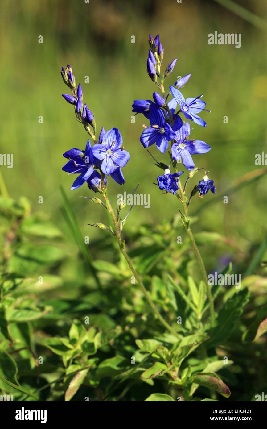Large speedwell, Veronica Teucrium Stock Photo