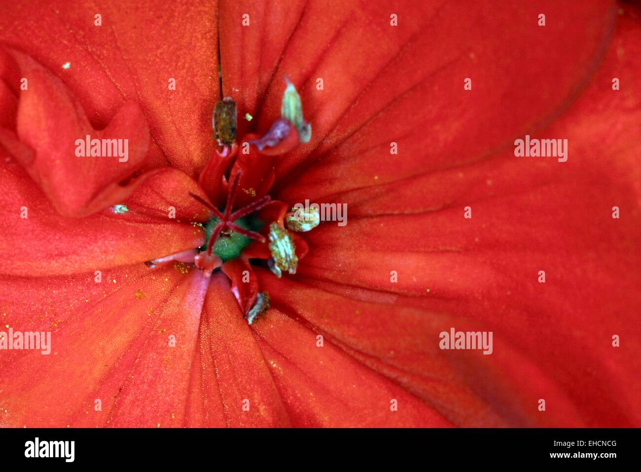Red cranesbill flower Stock Photo
