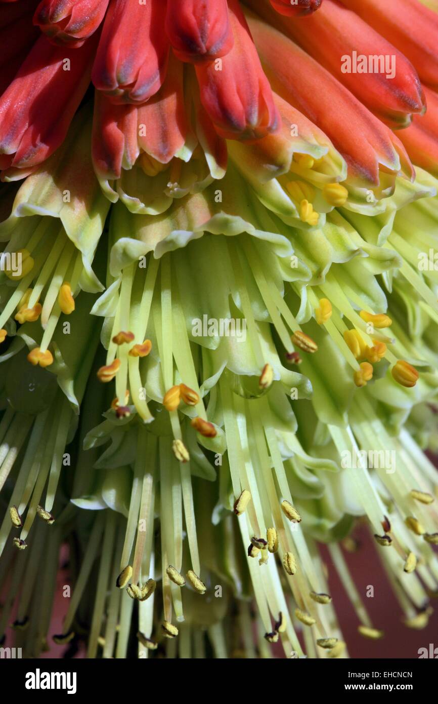 Dwarf Torch Lily Kniphofia Poco Stock Photo