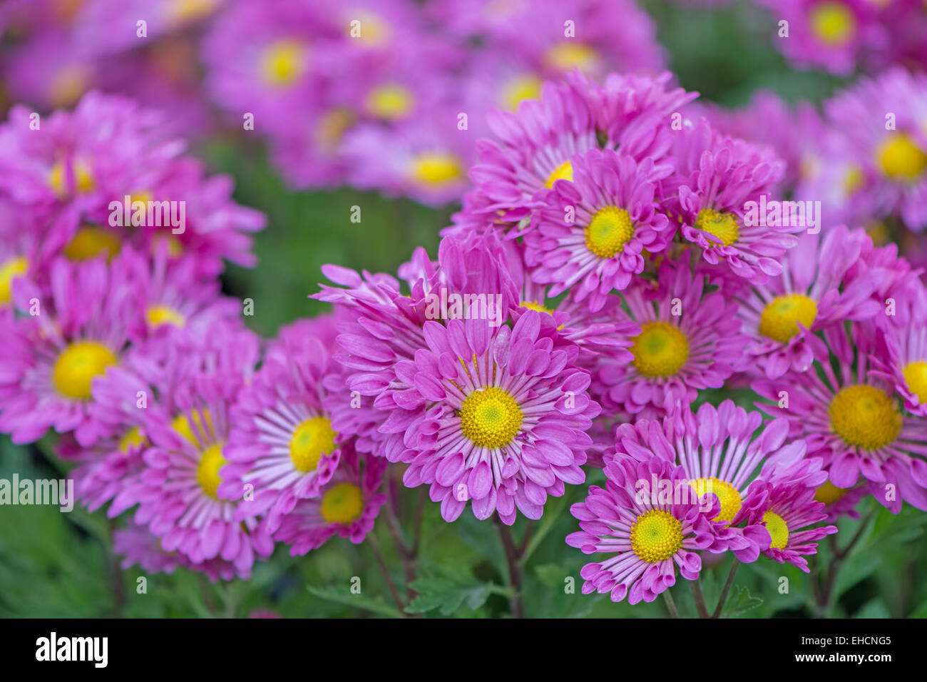 Chrysanthemums flower in garden hi-res stock photography and images - Alamy