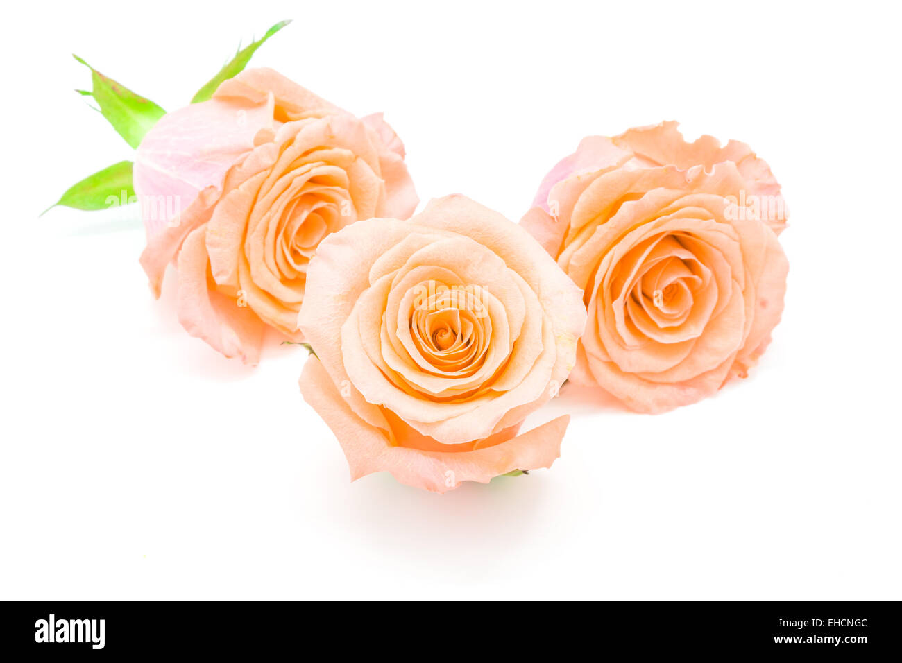 Beautiful orange rose flower, isolated on white background Stock Photo
