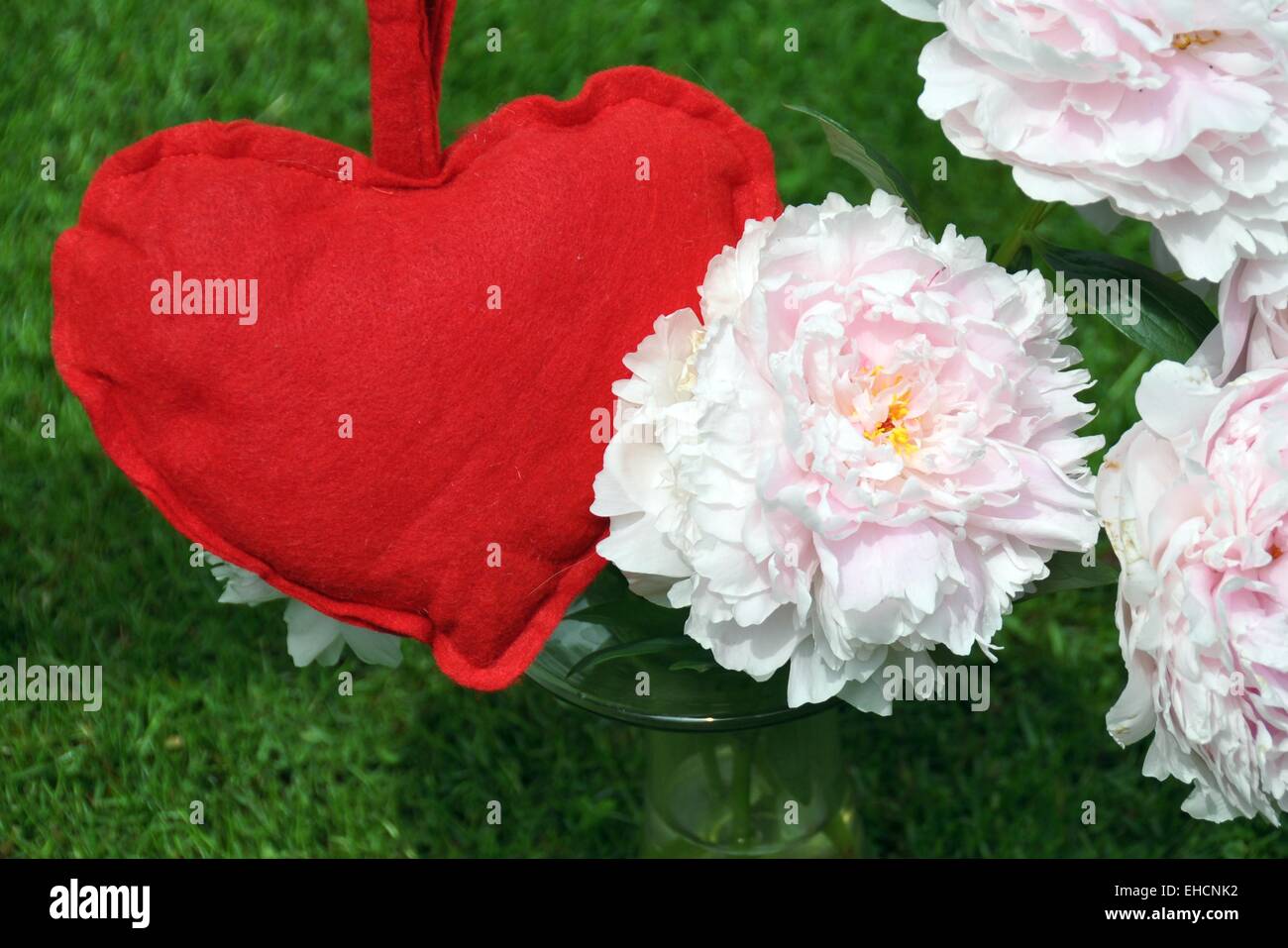 Pfingstrose mit rotem Herz, Peony with heart Stock Photo