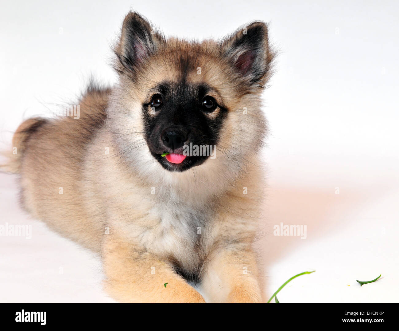 Dog Puppy flower Stock Photo Alamy