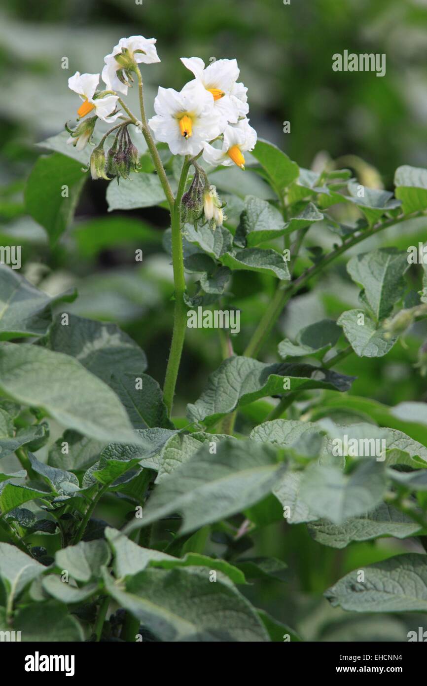 Blossoms of potatoe plants, Solanum tuberosum Stock Photo