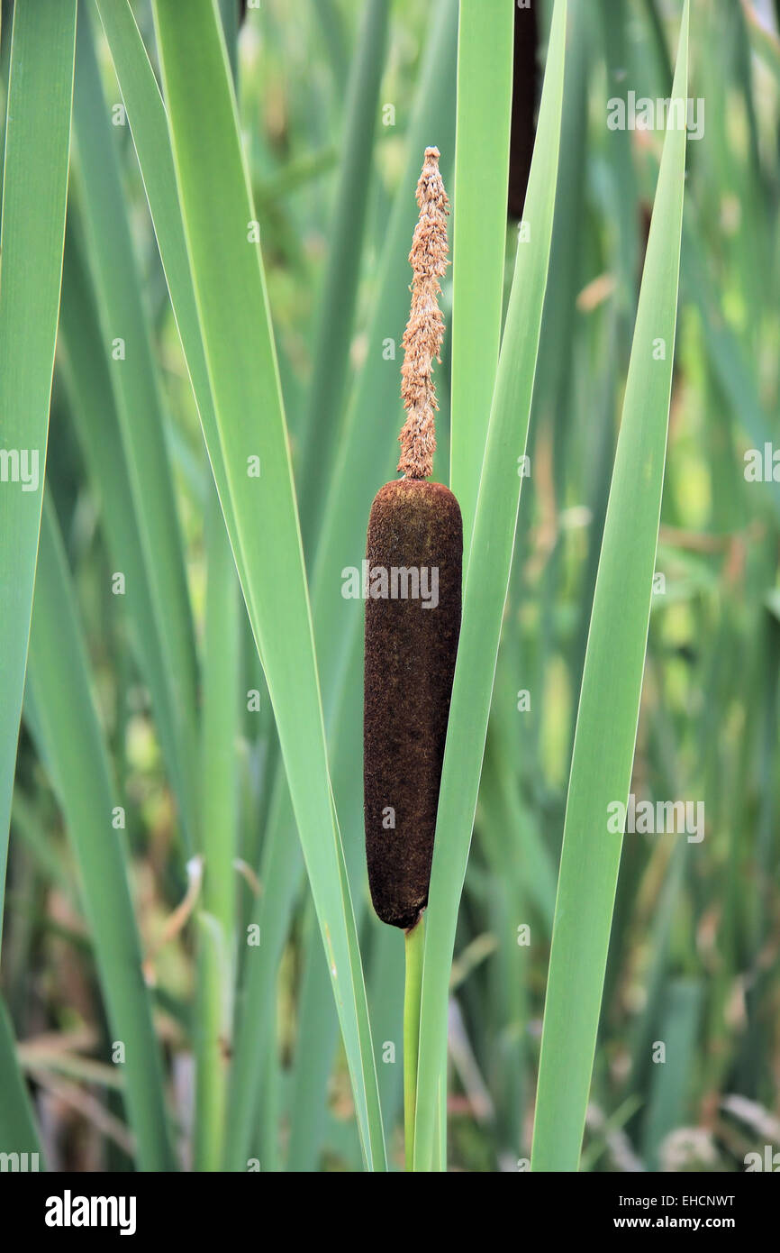 Reed mace hires stock photography and images Alamy