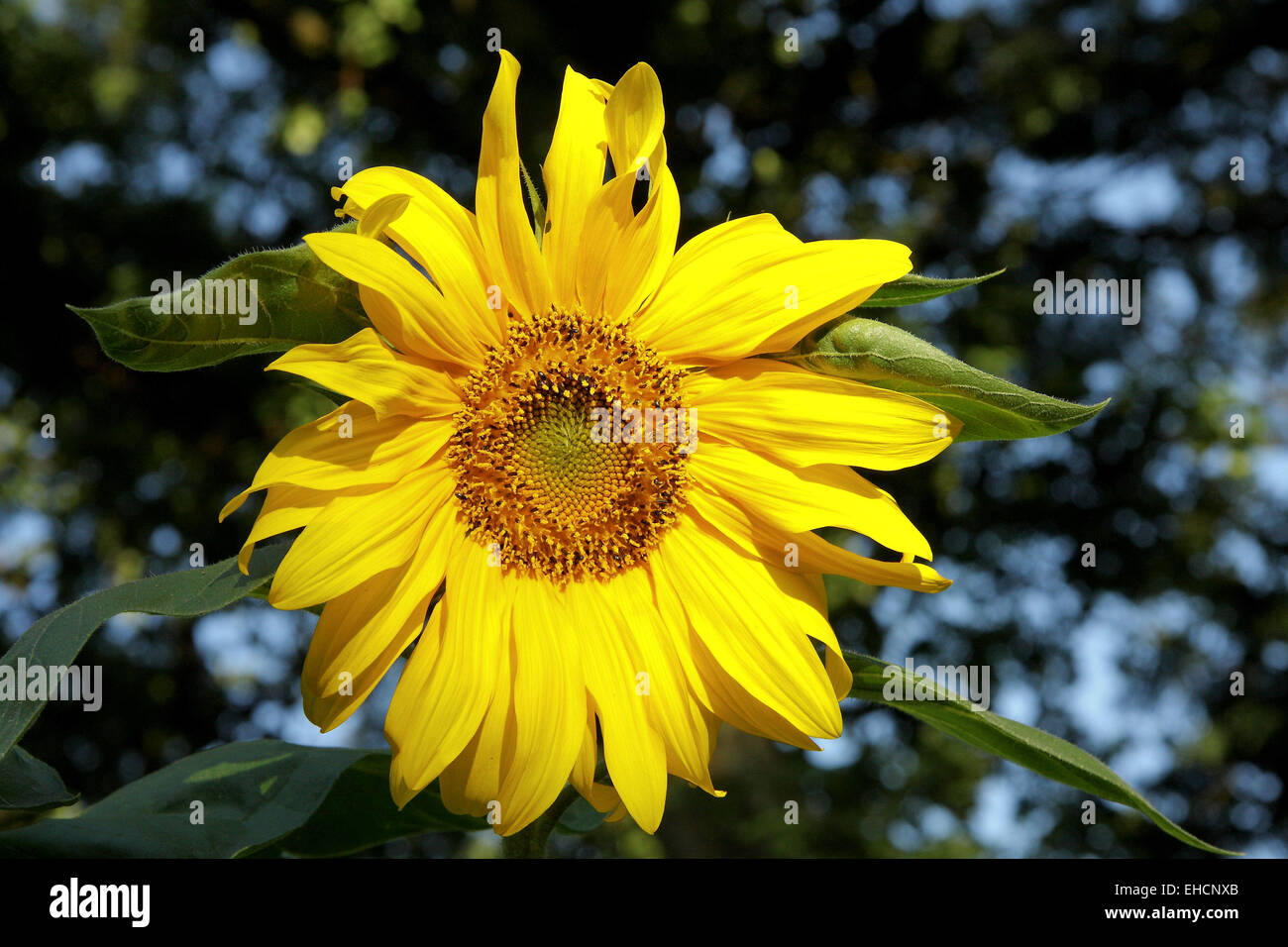 Sunflower Stock Photo